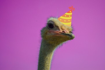 Profile photo of Ostrich head with neon purple background and birthday party hat