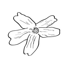 Isolated sketch of a flower. Vector illustration design