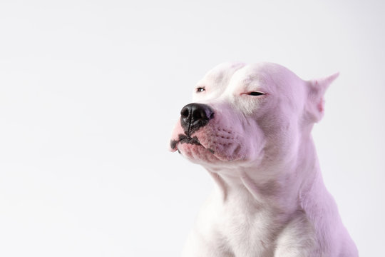 Portrait of cute staffordshire bull terrier in front of white background. Dog squints. Place for text