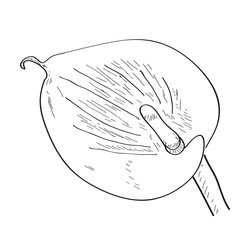 Isolated sketch of a flower. Vector illustration design