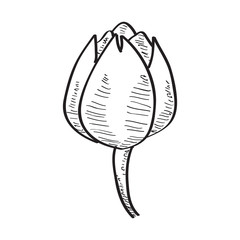 Isolated sketch of a flower. Vector illustration design