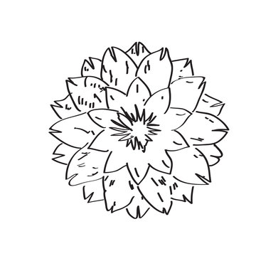 Isolated sketch of a flower. Vector illustration design