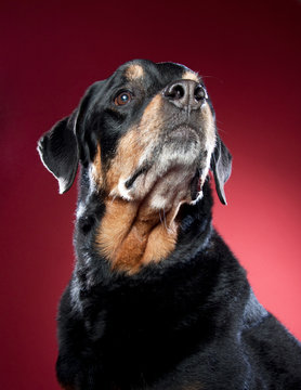 Studio Portrait Of Dog 