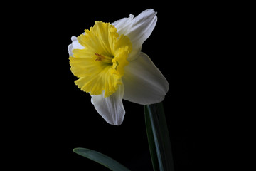 Yellow and White Daffodil on Black BG