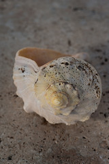 Seashell