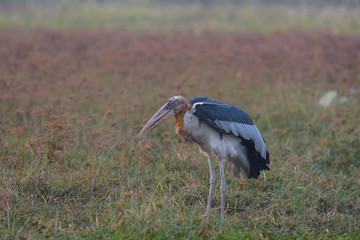 Greater Adjutant, Beautiful bird in Thailand.