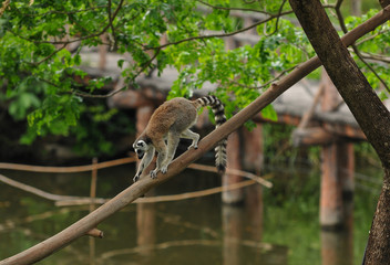 Marmoset Monkey, Small monkey