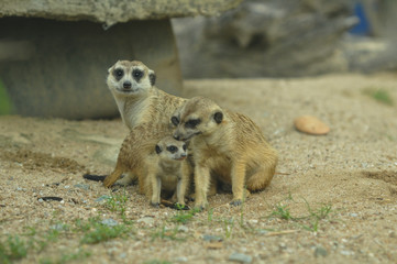 Meerkat, Suricate (Suricata suricatta)