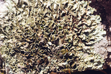 lichen on a rock