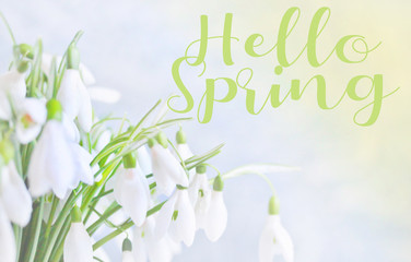 greeting card with the words "hello spring!" and snowdrops. Snowdrop- spring white flower with bright shiny sun