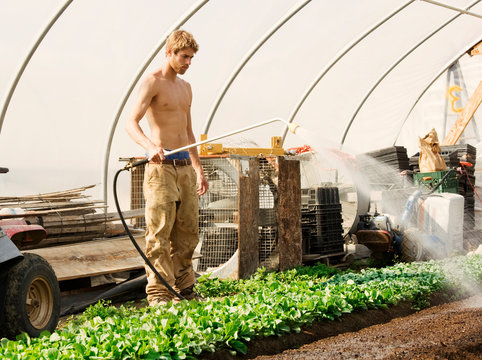 Young farmer watering organic crops 