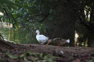 Bichos Natureza