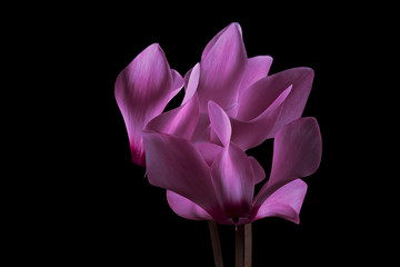 Pink Cyclamen Flowers on Black Background