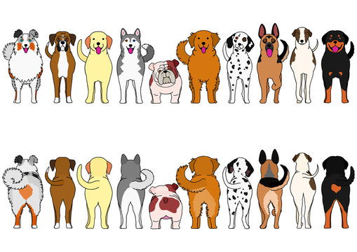 dogs breed border set with color
