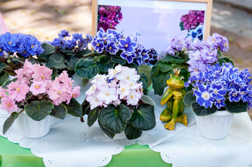 Russia, Khabarovsk, August 18, 2018: sale of flowers of violets at harvest festival