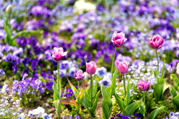 blühende Tulpen im Frühling