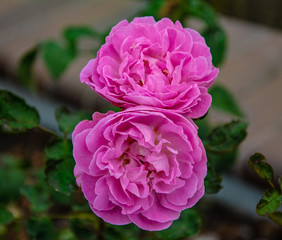 Pink peonies in a garden 