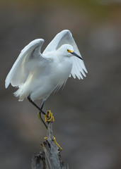 garza blanca