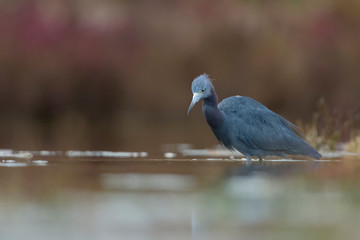 Garza azul