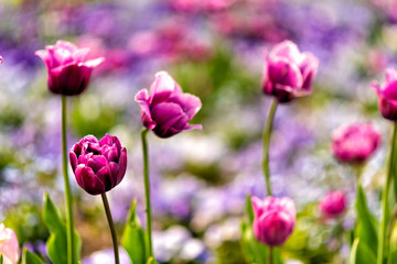 blühende Tulpen im Frühling