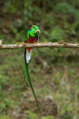Quetzal