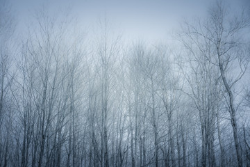 Forest in Blizzard, Black Forest, Canada