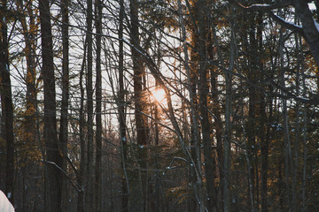 sunset in the forest