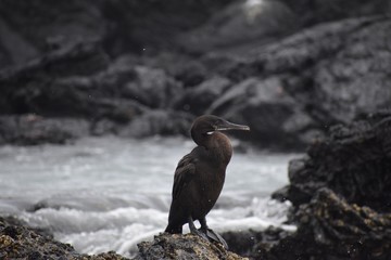 Flightless cormorant in the wild