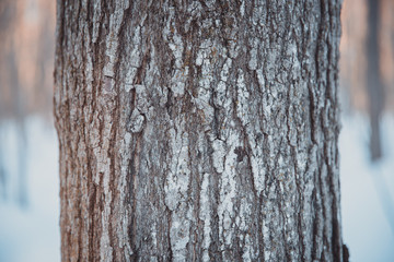 Trees in winter, Black Forest, Canada
