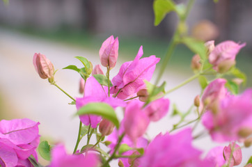 Pink Fueng flower in summer