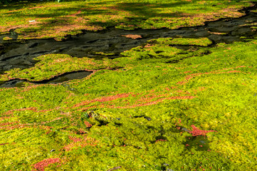 The stream is covered with red and green algae, making the stream look colorful, in Nantou, Taiwan.