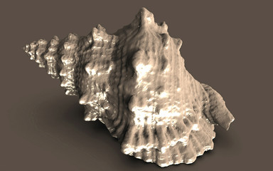 sea shell isolated on black background