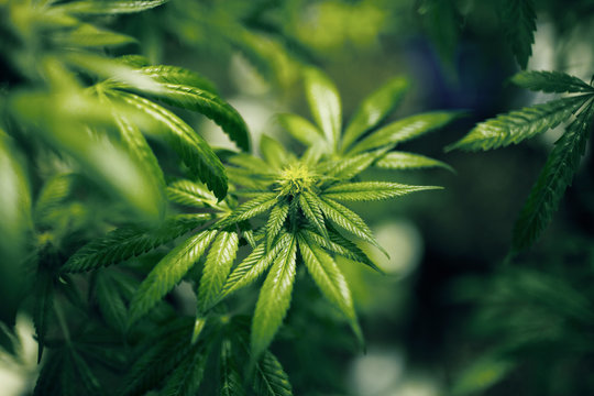 Close up of cannabis 