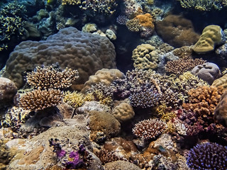 Naklejka na ściany i meble Reef covered in variety of corals in bright colors and textures