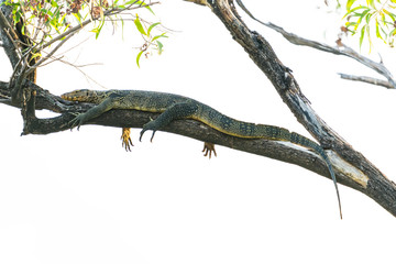 Asian water monitor lying down on a tree branch isolated on white background