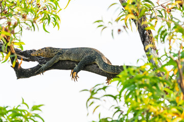 Asian water monitor lying down on a tree branch isolated on white background