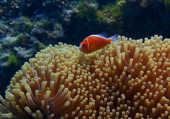 Bright orange tropical fish over large anemone with coral reef