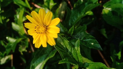 Yellow flower blooming volume 9963325887