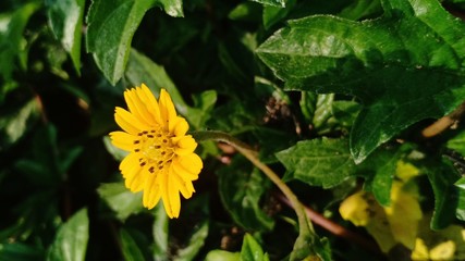 Yellow flower blooming volume 65555