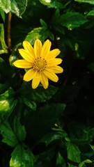 Yellow flower blooming volume 99555566
