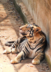 panthera tigris resting