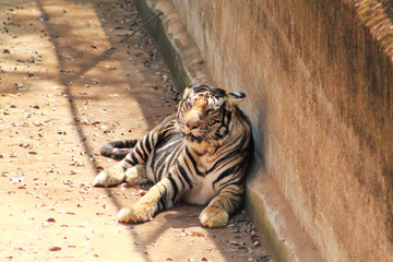 panthera tigris or tigress resting in a shadow