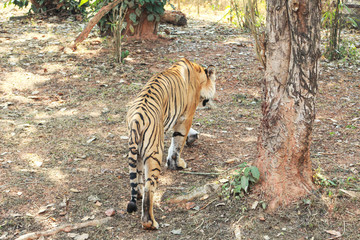 Fototapeta na wymiar portrait of a tiger tigress