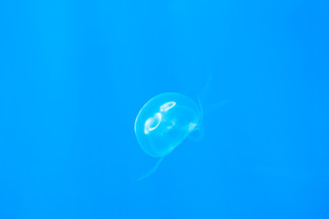 Beautiful white jellyfish with a flower pattern on a blue background