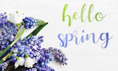 greeting card with the words "hello spring!" on the background of flowers Muscari and snowdrops. spring first flowers.