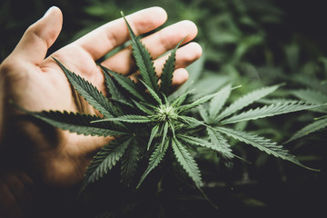 Cannabis at the beginning of flowering. Green background of leaves. Legal Marijuana cultivation in...