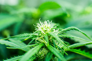 Cannabis at the beginning of flowering. Green background of leaves. Legal Marijuana cultivation in...