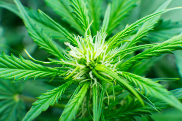 Young cannabis plant. Green background of leaves. In door grow hemp. Medicinal indica with CBD....