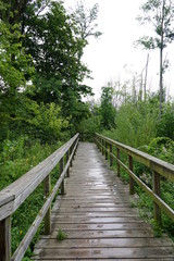 wooden boardwalk in forest