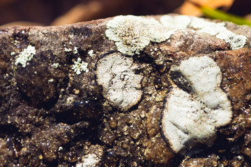 lichen on a rock